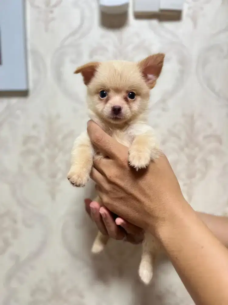 Anak anjing puppy puppies minipom mix chihuahua jantan