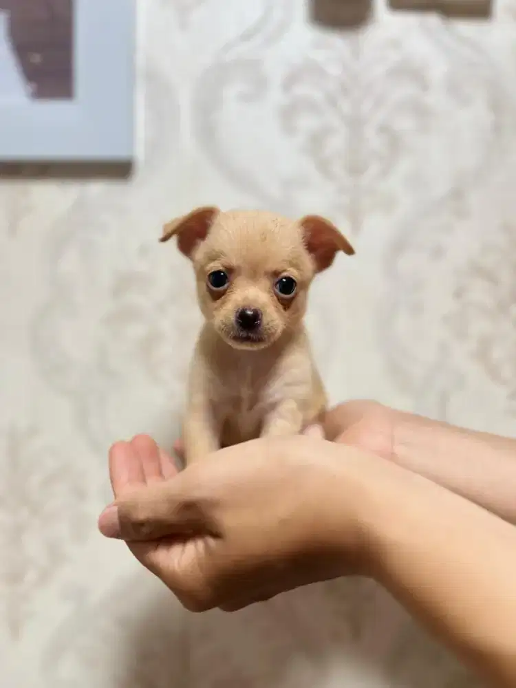 Anak anjing puppy puppies minipom mix chihuahua betina