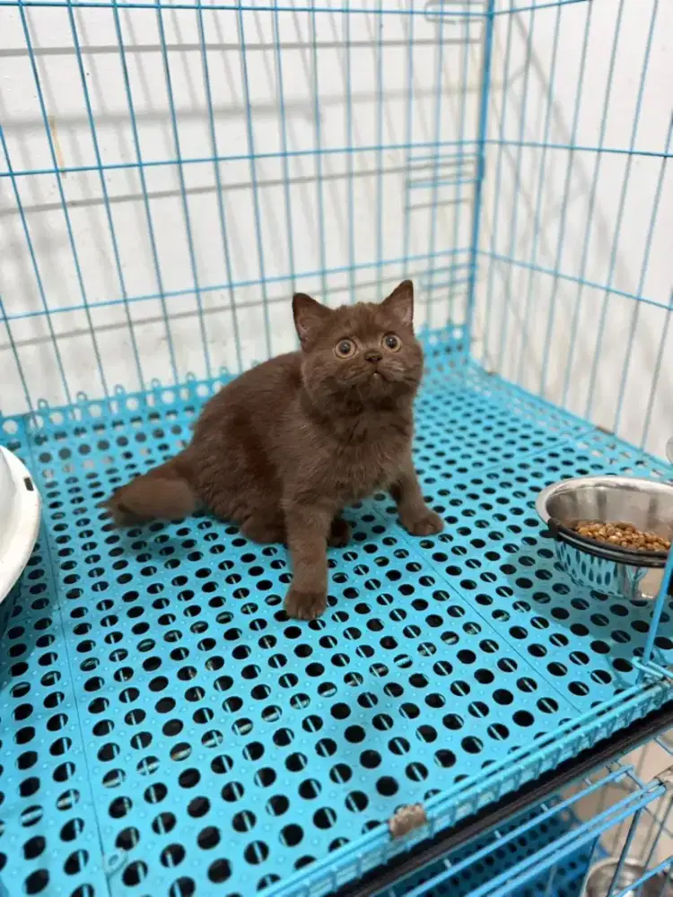 Kucing British cinamon choco female