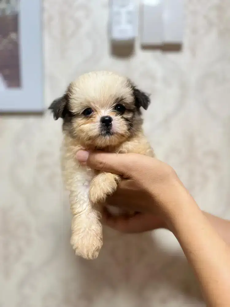 Anak anjing puppy puppies minipom mix shihtzu jantan