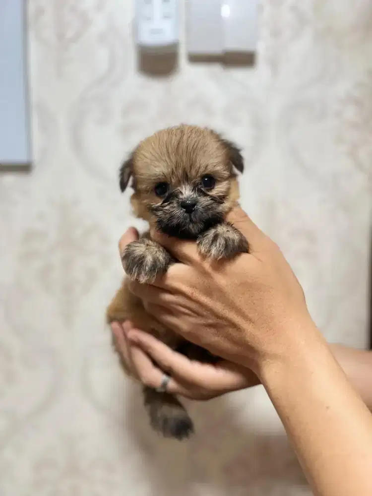 Anak anjing puppy puppies minipom mix shihtzu betina