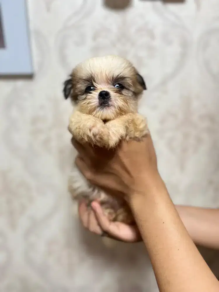 Anak anjing puppy puppies minipom mix shihtzu betina