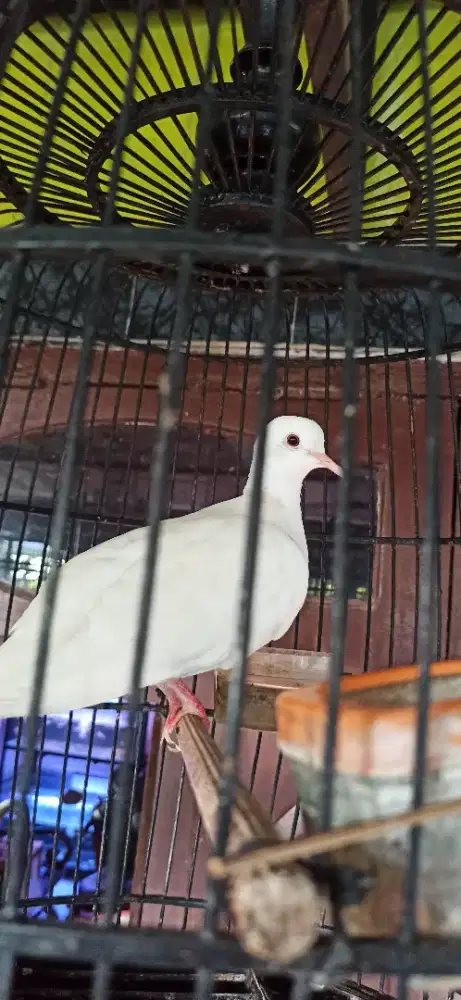 puter pelung putih betina