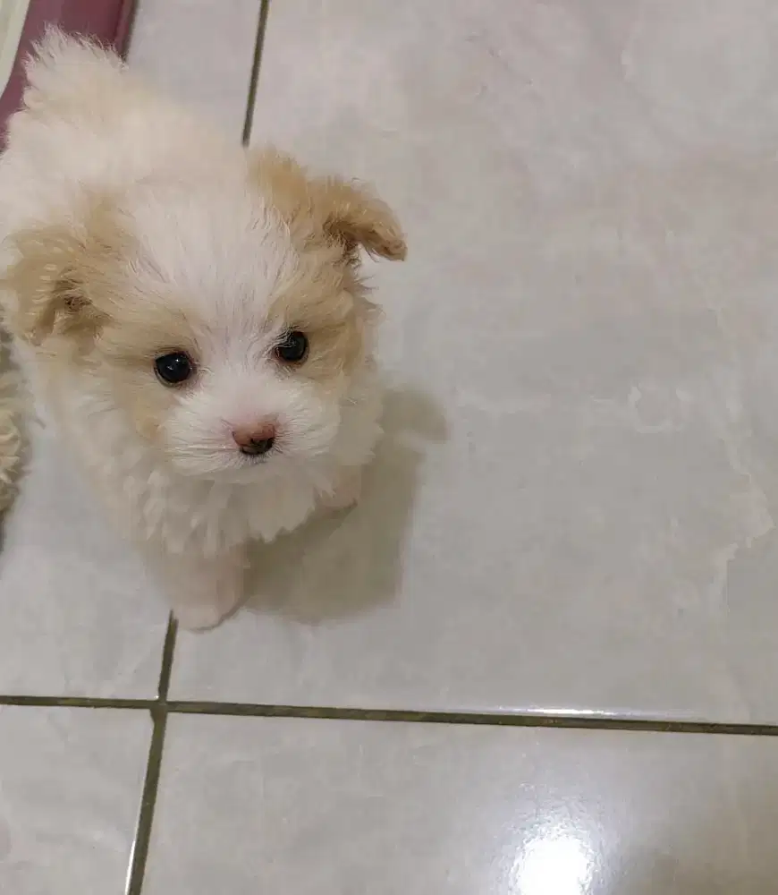 Dijual puppy Poodle super tiny
