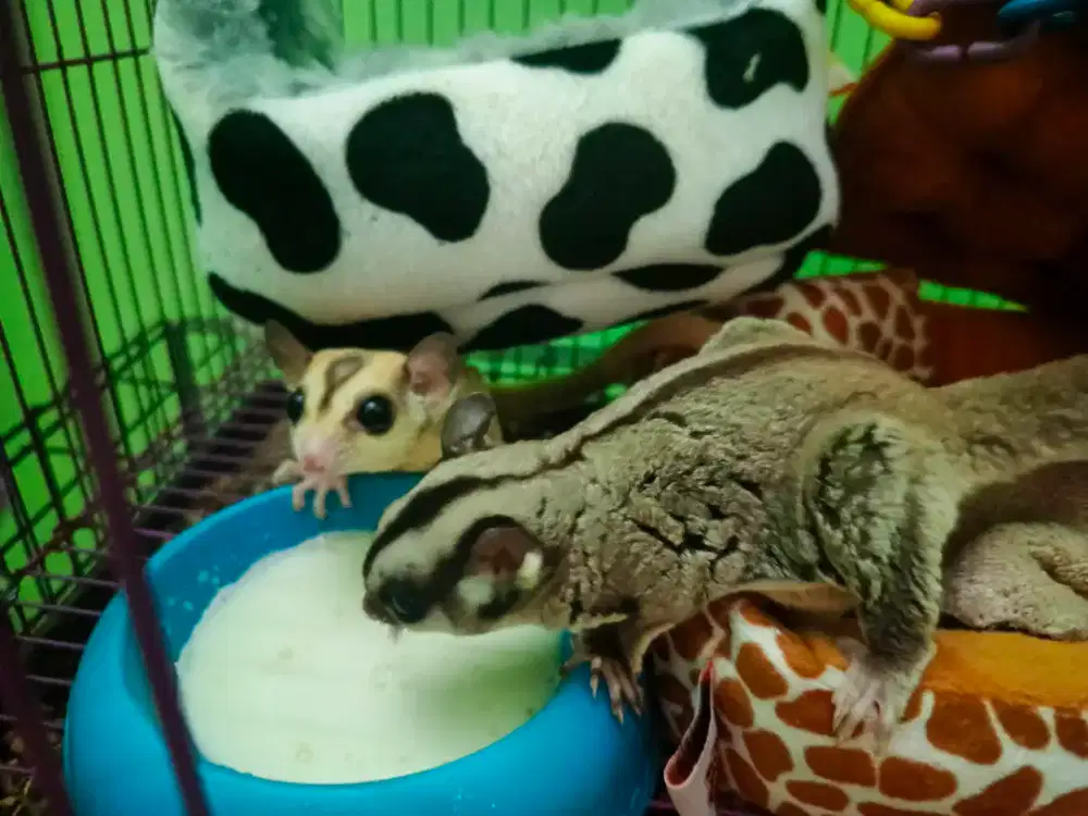 Jual Sugar Glider Sepasang