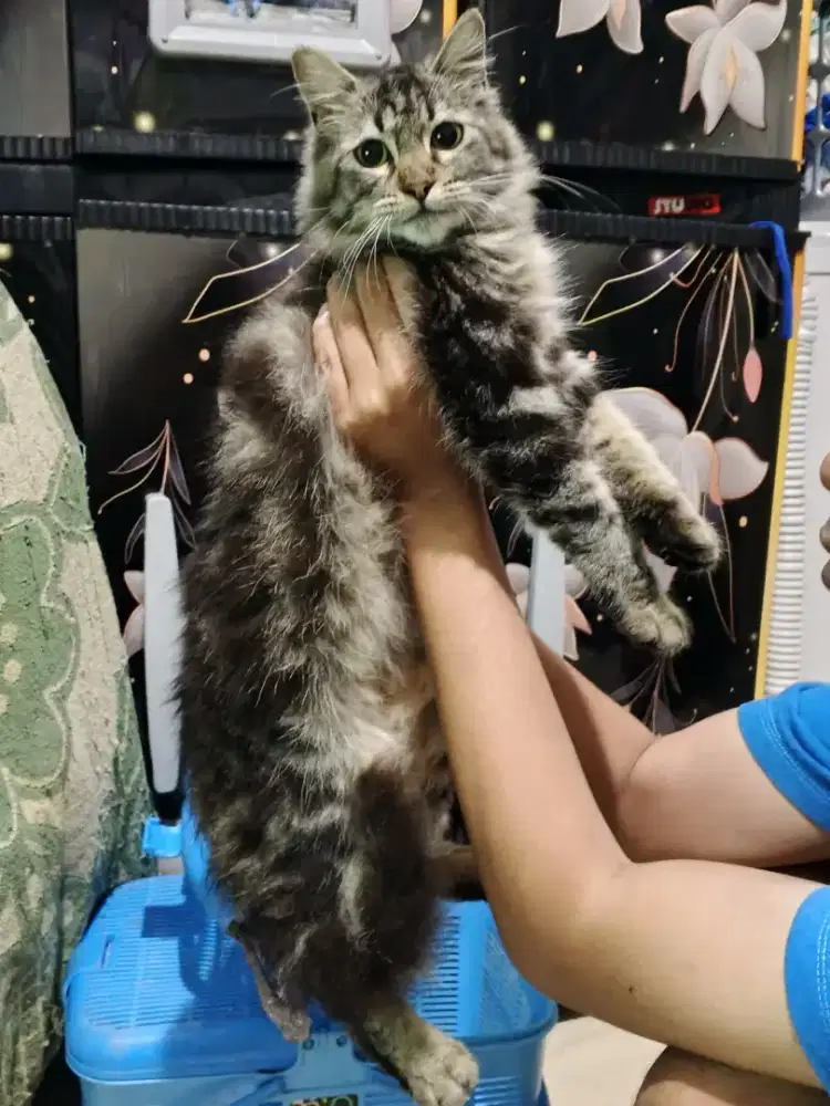 Kucing persia mix maincone