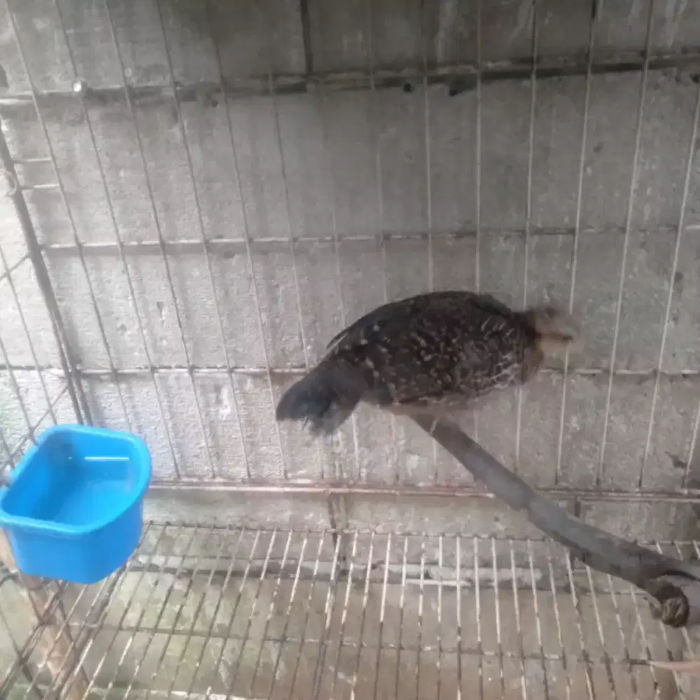 Ayam hutan hijau jantan