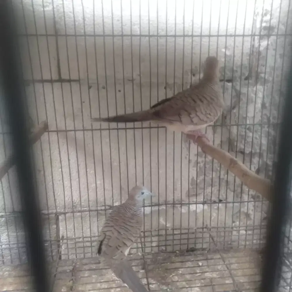 Burung perkutut lokal