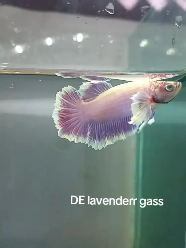 Dumbo earr sii soft kesayangannku