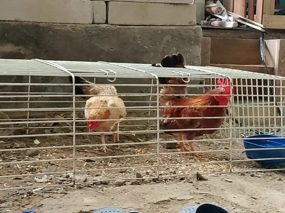 Borongan 3 ayam kate termurah