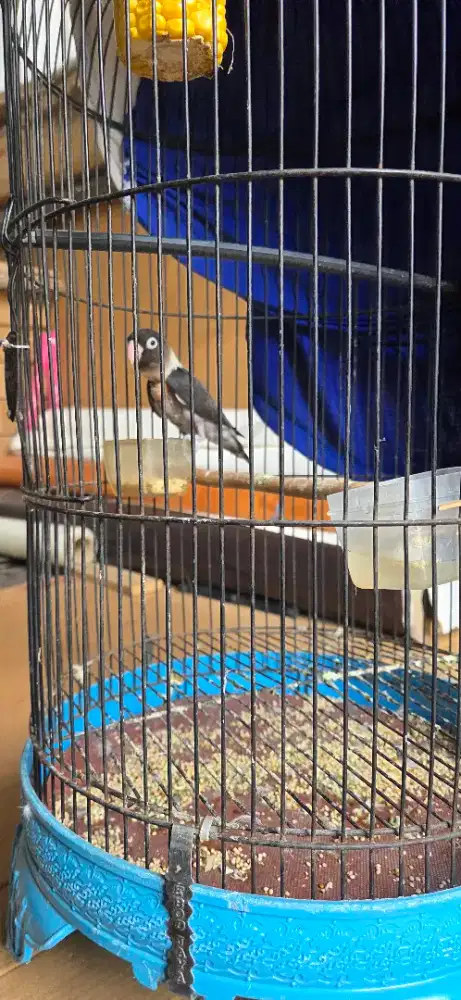 bt kenari betina burung loverbird jantan warna batman