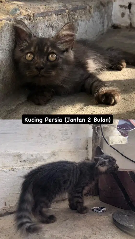 Kucing Persia Kitten Jantan