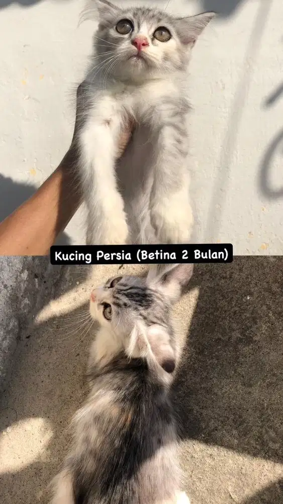 Kucing Persia Kitten Betina