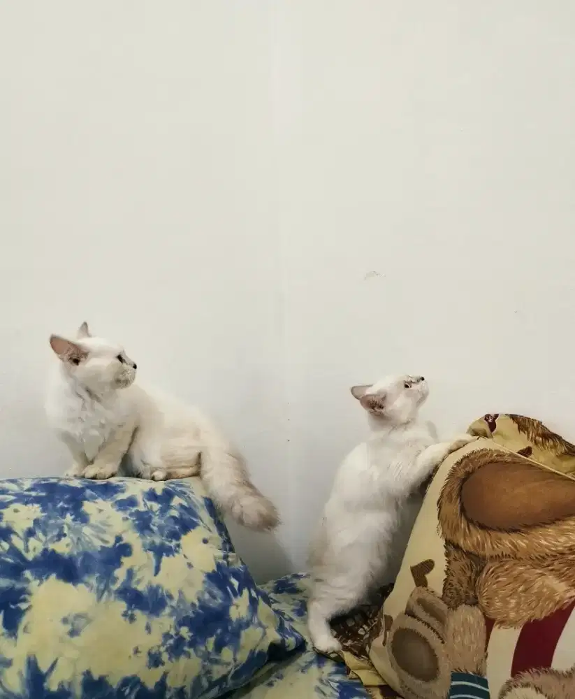 Kucing Pesia Kitten 2 Ekor (harga utk 2 ekor)