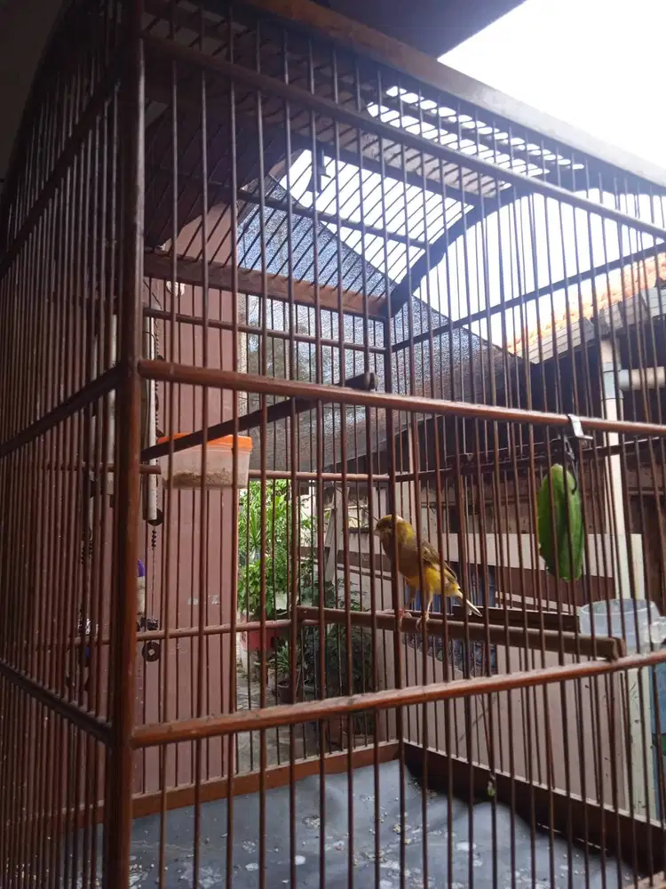 Kenari F3 Gacoran fullset