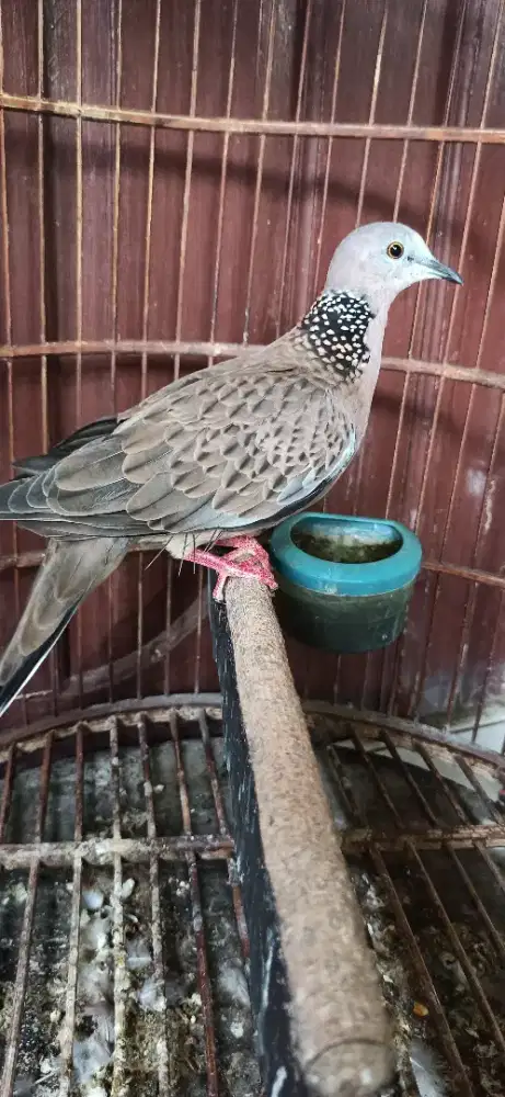 derkuku lokal suara besar