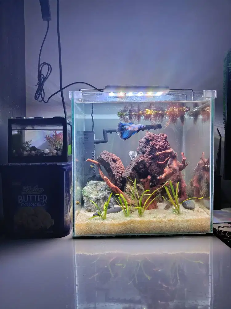 Cupang Halfmoon Blue Panda