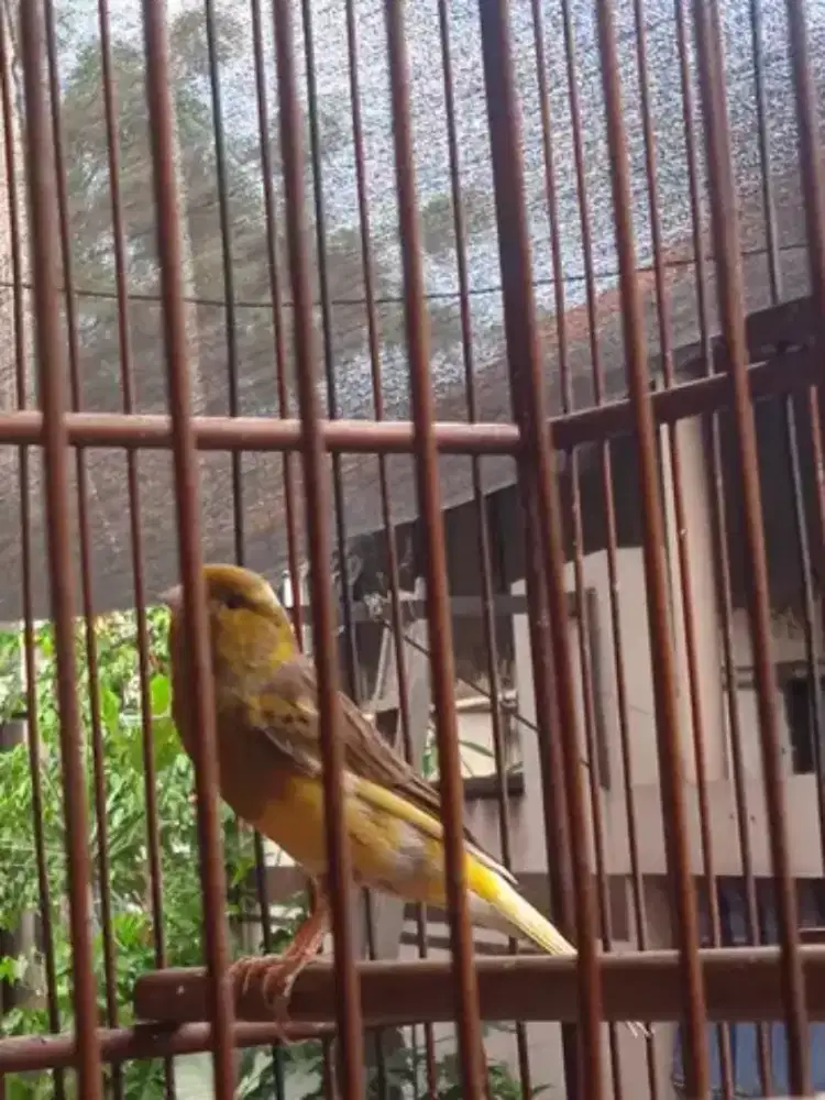 Kenari F3 Gacoran fullset