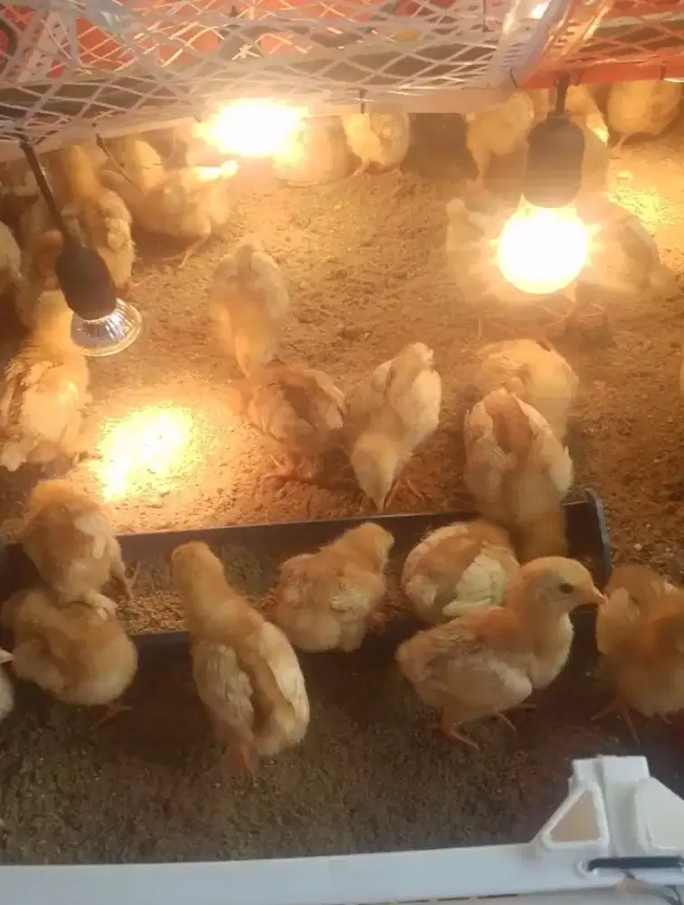 AYAM PETELUR USIA 3 MINGGU