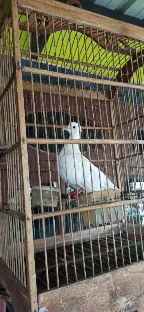 puter pelung putih MM