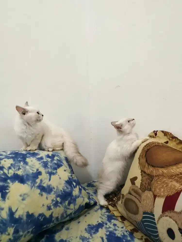 Kucing Persia Kitten (harga untk 2ekor)