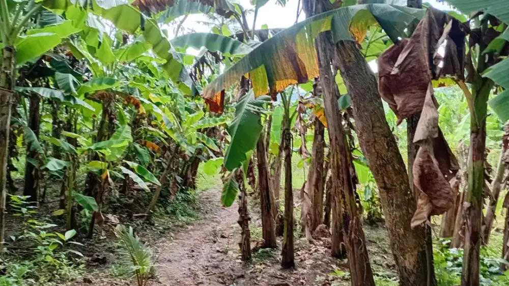 Jual Tanah Kebun Datar