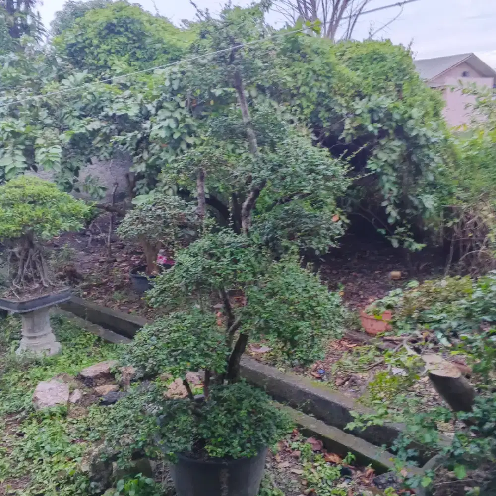 Bonsai kusus taman