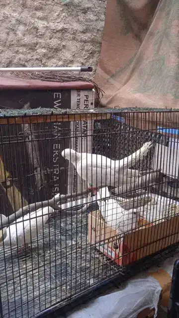 Puter Pelung Albino Mata Merah Fullset