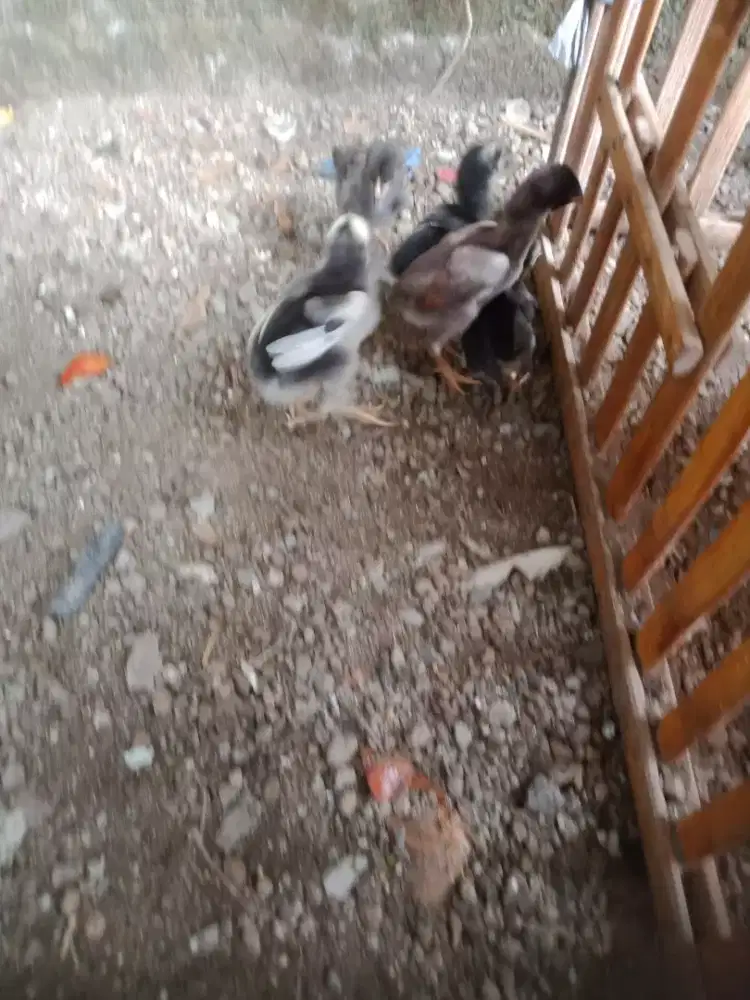 Anak ayam pakhoy shamo aseel murah