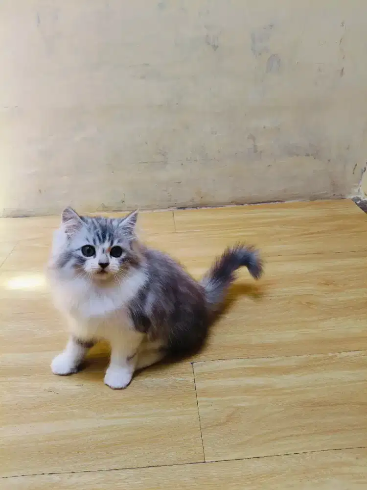 Kitten silver marble