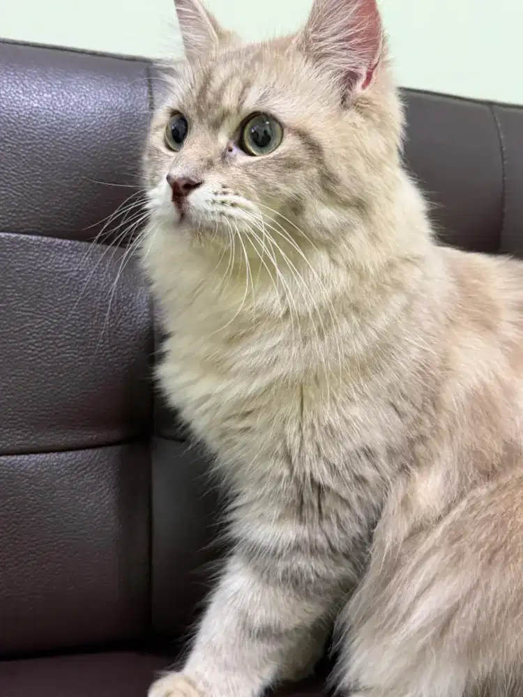 kucing bsh persia umur 9 bulan betina