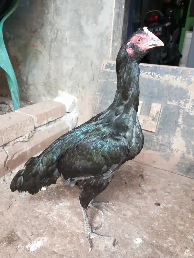 Ayam pakhoy dedara 6 bln,
