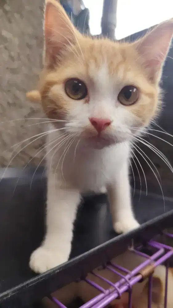 Kitten anakan BLH x Himalaya Redpoint siam