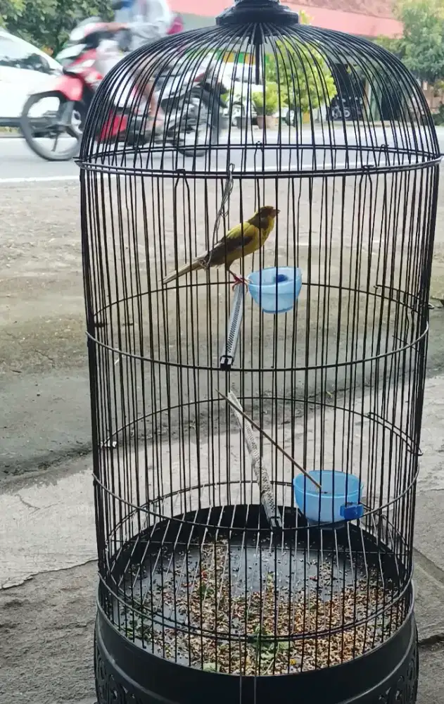 Burung kenari gacor f1sf warna cerah