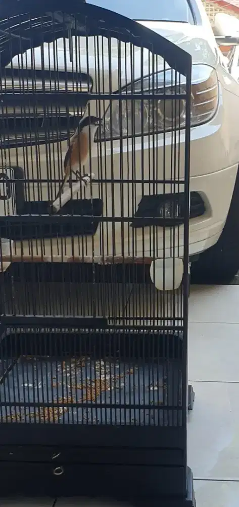 Cendet materi cililin bisa buat lomba