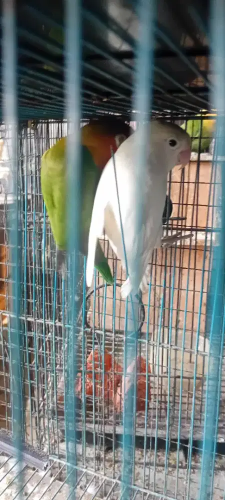 Jual lovebird sepasang
