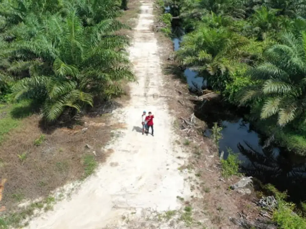 Lahan Luas Perkebunan Kelapa Sawit Di Pontianak