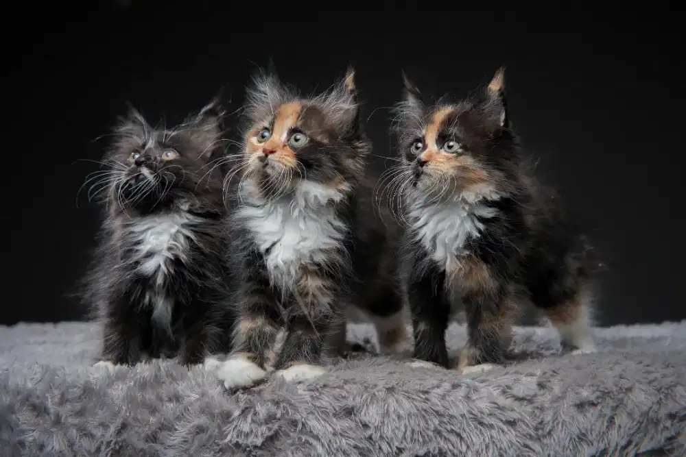 Mix mainecoon and persia