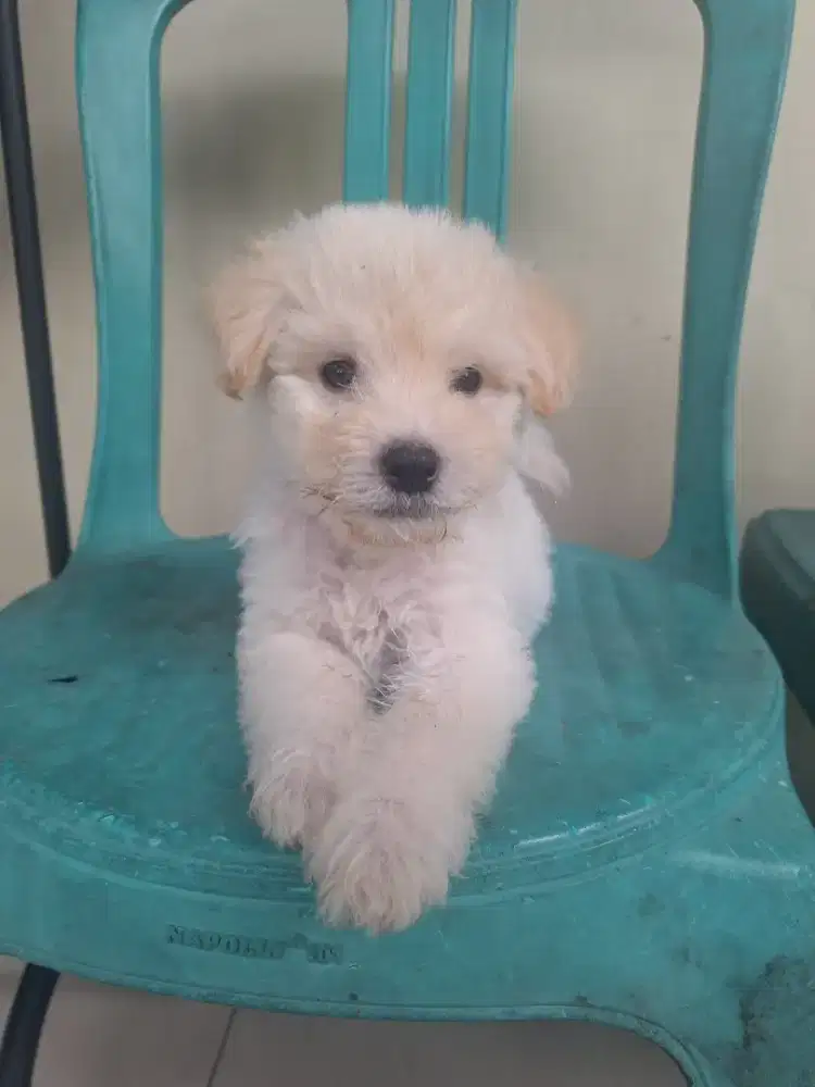 Anak anjing gemoy mix poodle