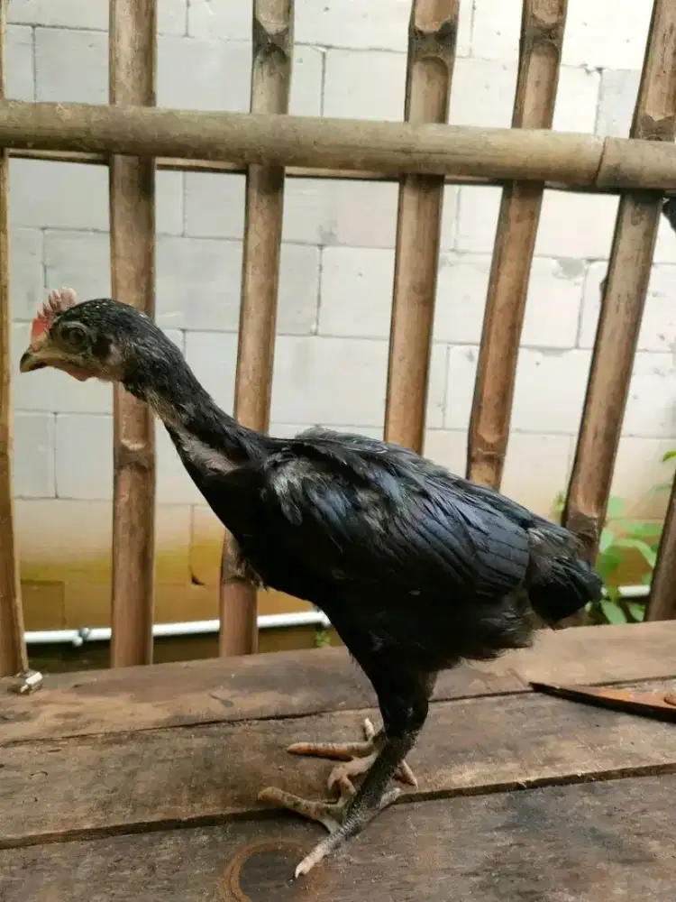 Sepasang Anakan Ayam pelung