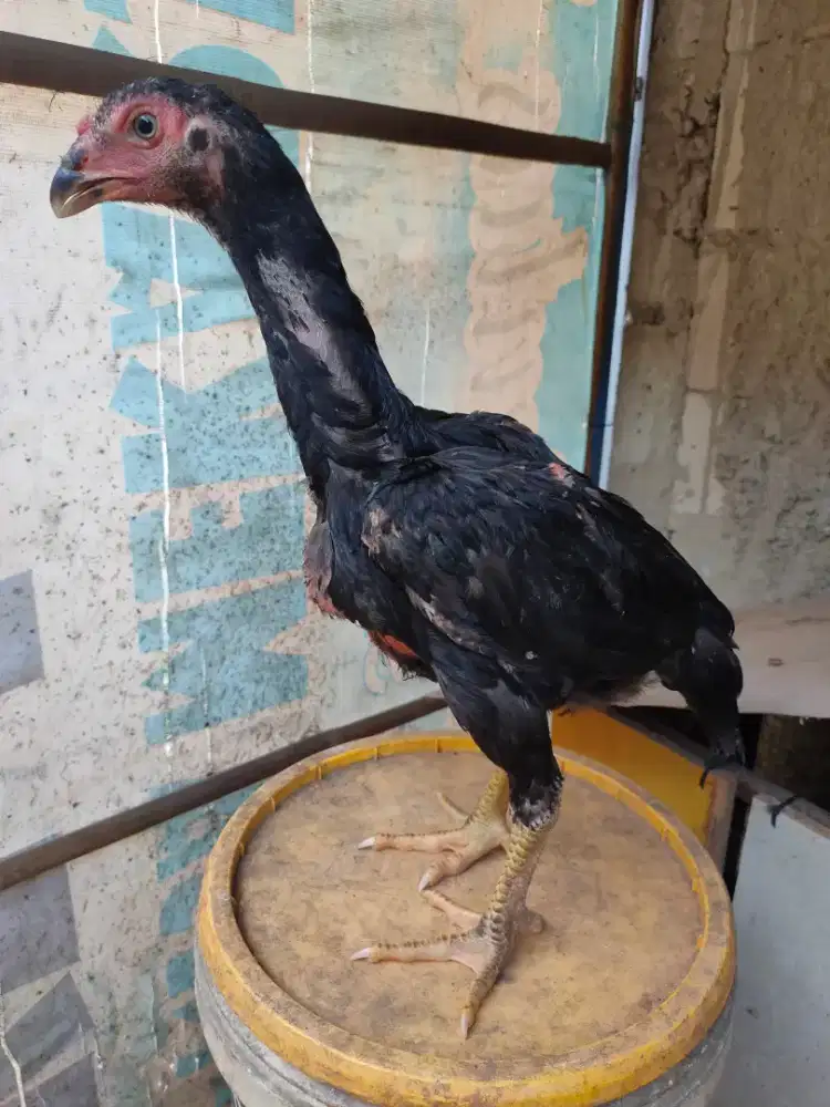 Ayam Shamo Eropa Line Zuchter