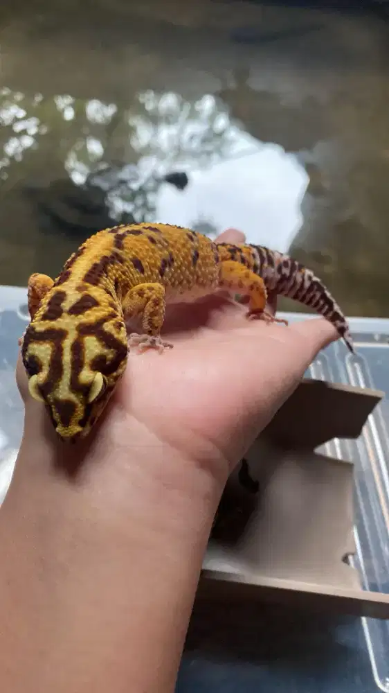 Gecko Tremper PH Raptor betina