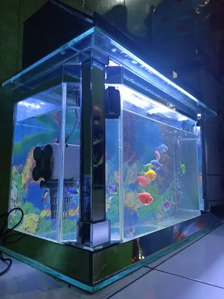 Aquarium Lengkap + Glowfish Banyak | Siap Pakai | Bandung