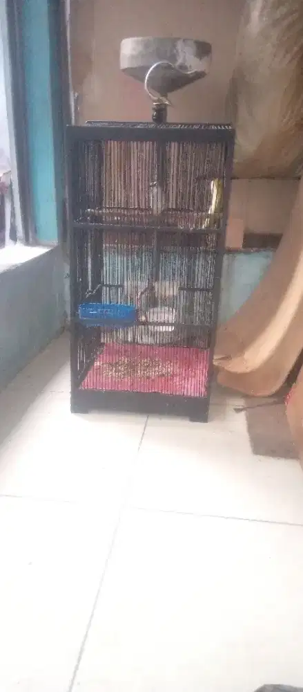 Jual burung terucukan