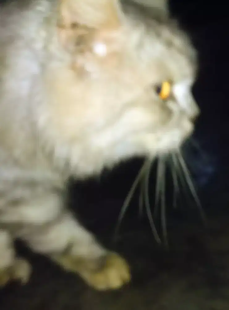 Kucing Persia Medium