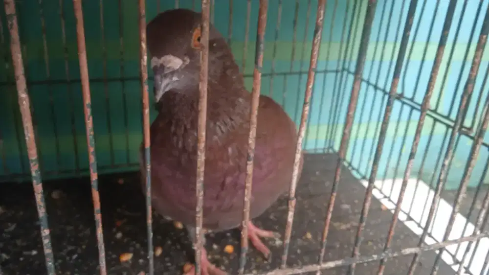 Tukar sepasang dan nambah 5000 rb