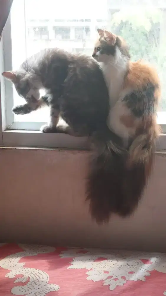 Kucing Kitten Persia Mixdom