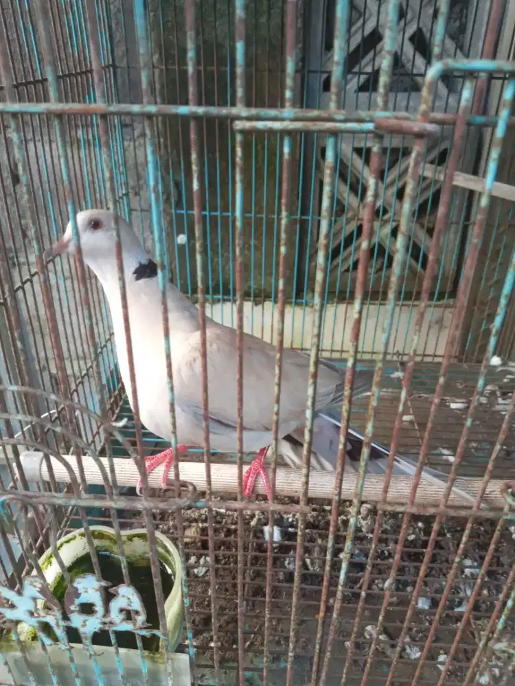 Di jual borongan 4 burung wilis,puter,perkutut plus k satu