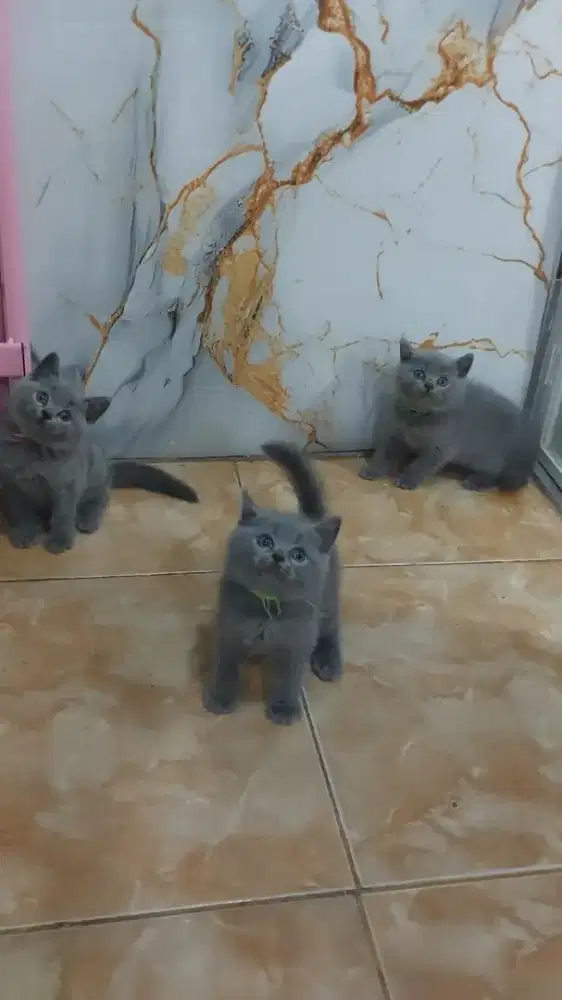 Kitten BSH Jantan