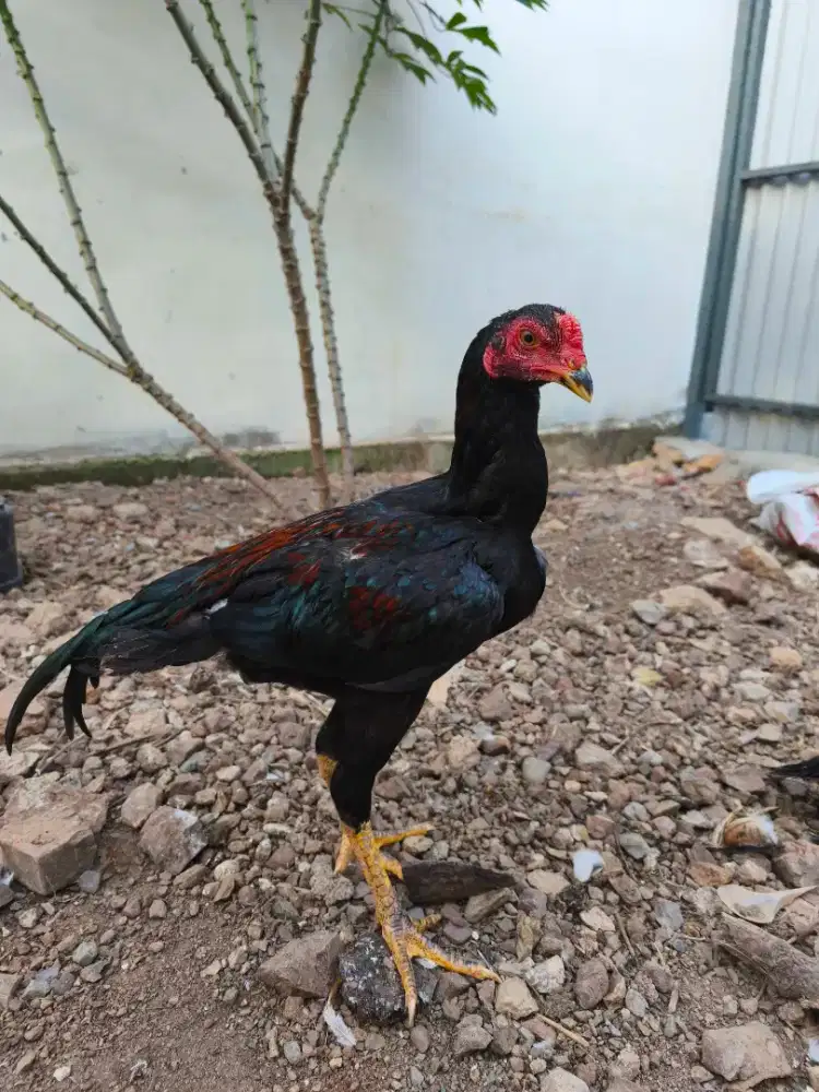 Ayam Saigon Jantan Full Bulu